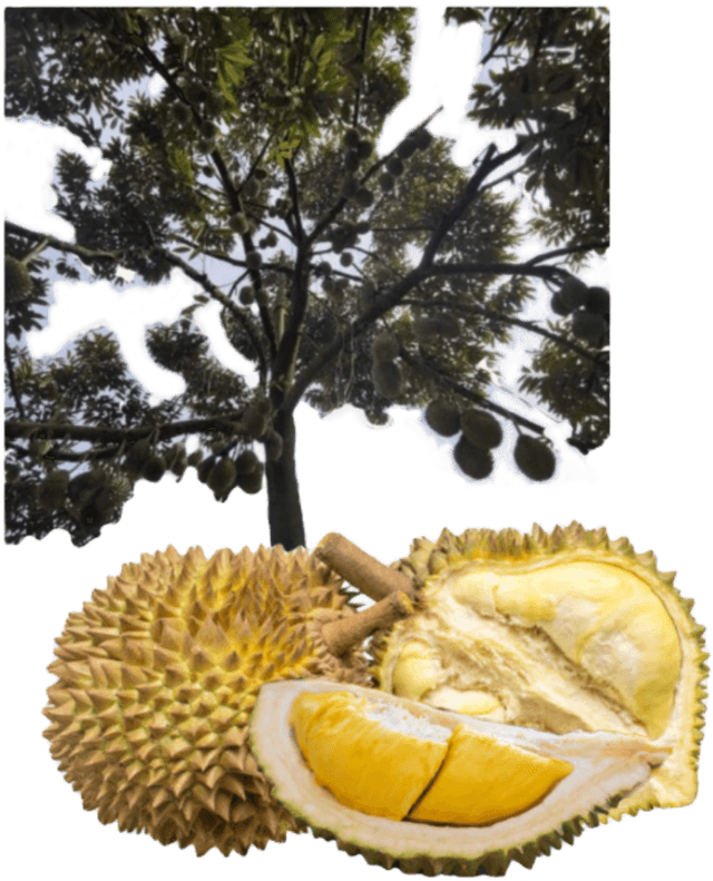 Durian