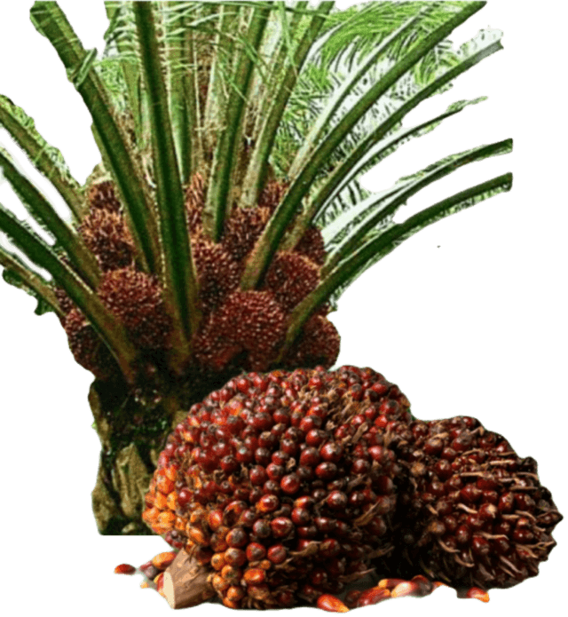 Oil Palm