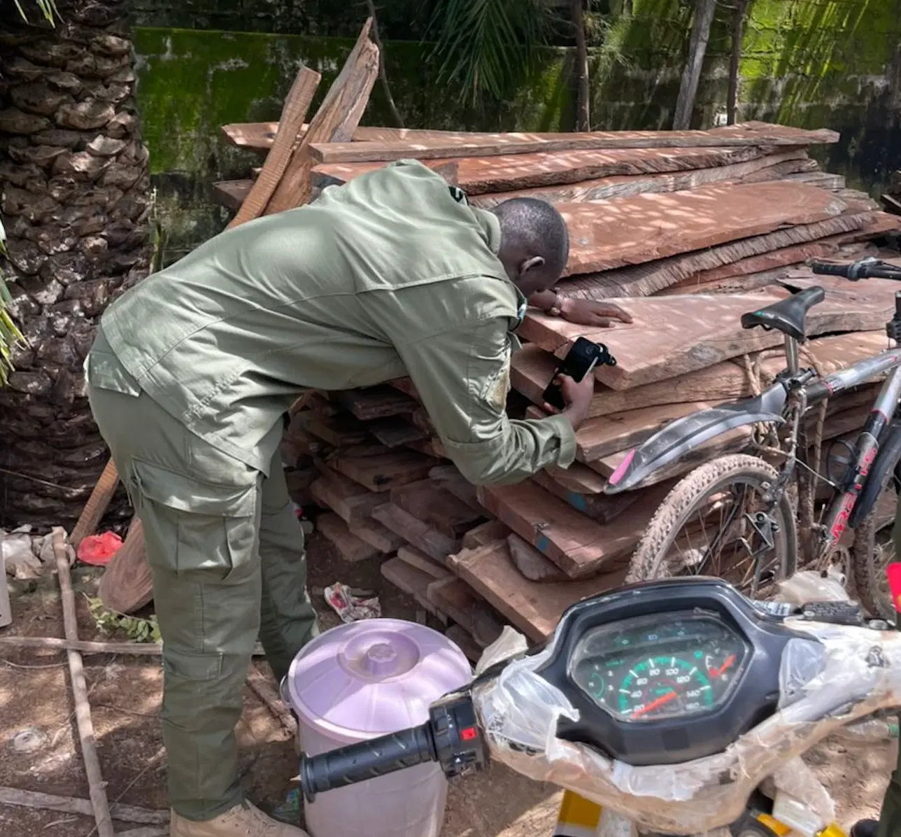A forestry officer photographing the end grain of stacked sawn timber with a phone and the Xylorix lens kit